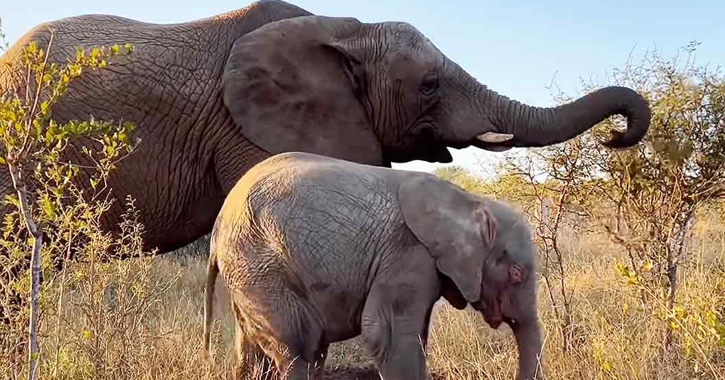 Two elephants, adult with large ears and raised trunk, juvenile standing close by in a savanna setting at late afternoon light.