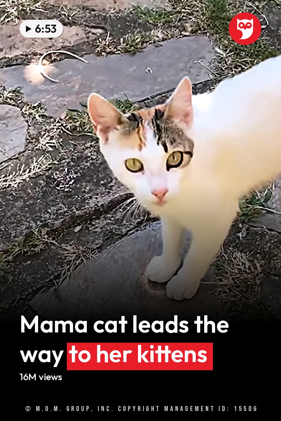 A white cat with black markings around eyes and ears in a garden setting during daytime. The headline runs in white letters across the lower third.
