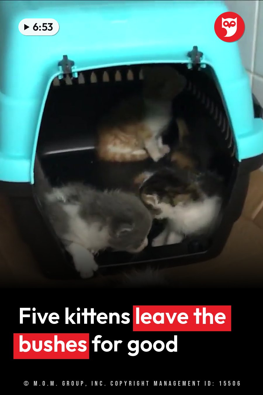 Several small kittens huddled close together inside a blue plastic cat carrier with the front open. A headline runs in white letters across the lower third.