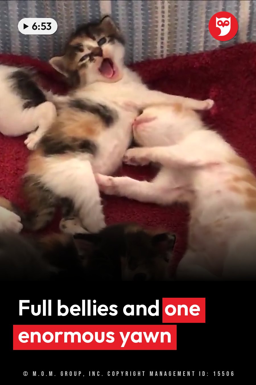 Several kittens lie tangled together on a red surface, and one yawns with mouth open wide. A headline runs in white letters across the lower third.