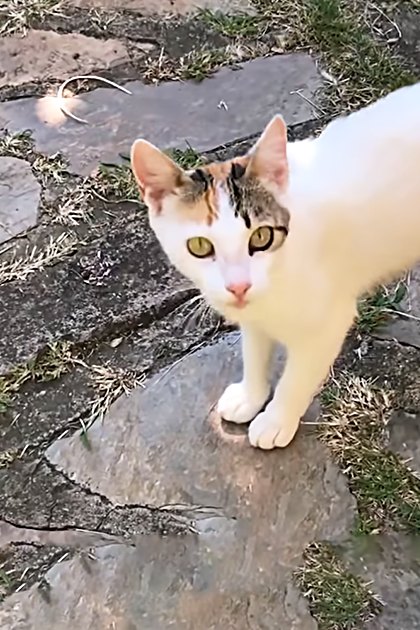A white cat with black markings around eyes and ears in a garden setting during daytime.