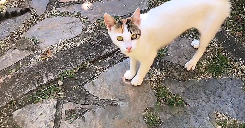 A white cat with black markings around eyes and ears in a garden setting during daytime.