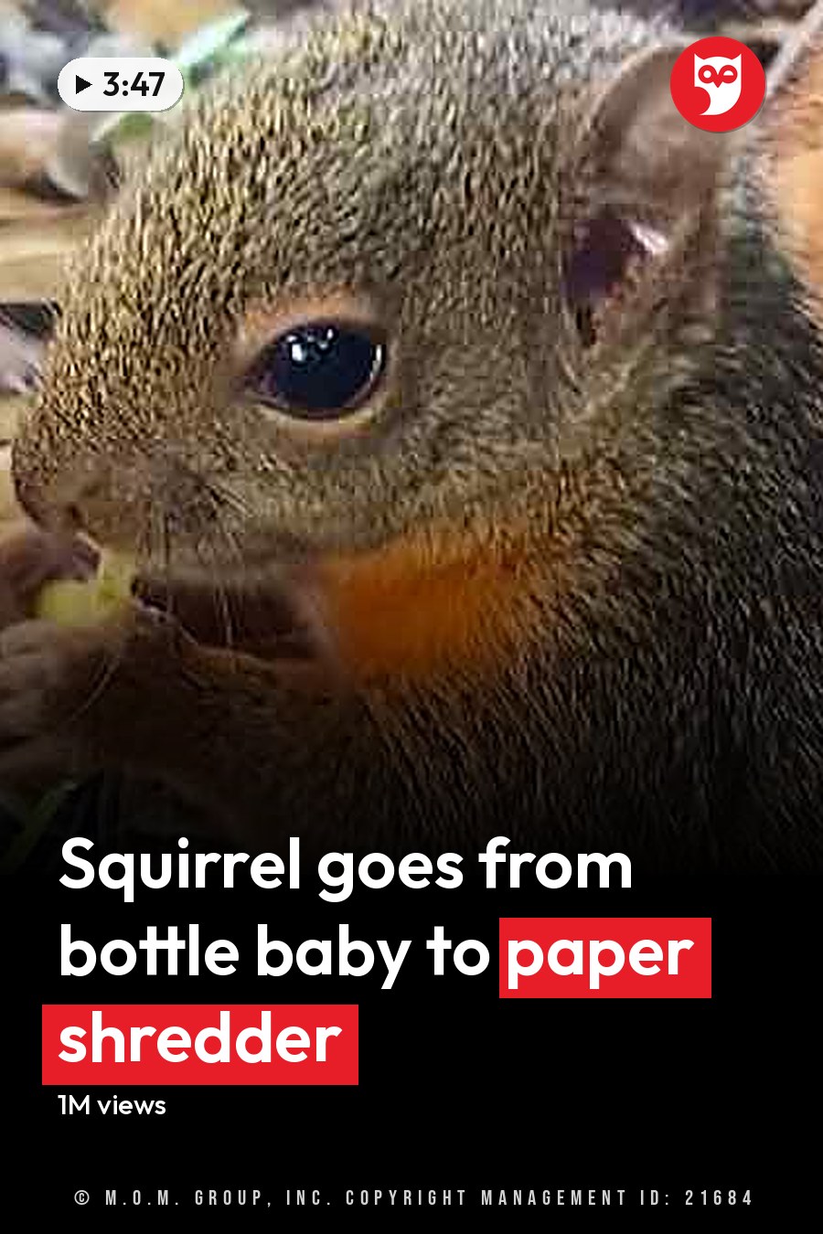 Grayish-brown squirrel with orange markings eating outdoors, greenish-brown squirrel holding a syringe indoors. The headline runs in white letters across the lower third.