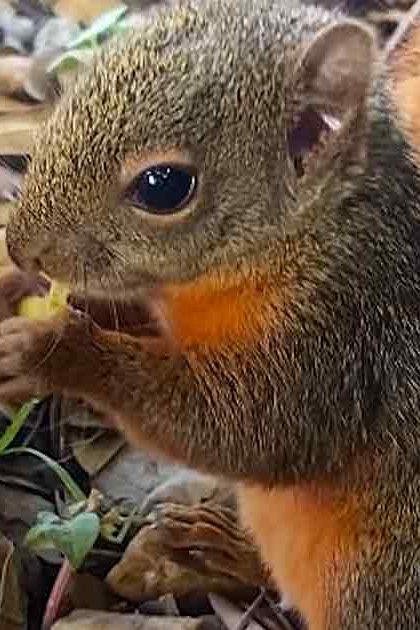 Grayish-brown squirrel with orange markings eating outdoors, greenish-brown squirrel holding a syringe indoors.