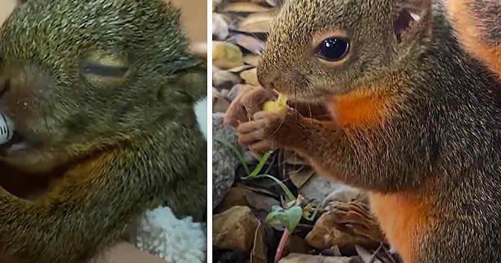 Grayish-brown squirrel with orange markings eating outdoors, greenish-brown squirrel holding a syringe indoors.