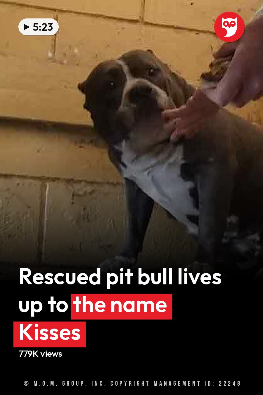 An adult male dog, possibly an American Bulldog, is being petted by a person in a dimly lit urban indoor setting with yellowish-brown brick walls and concrete floors. The headline runs in white letters across the lower third.