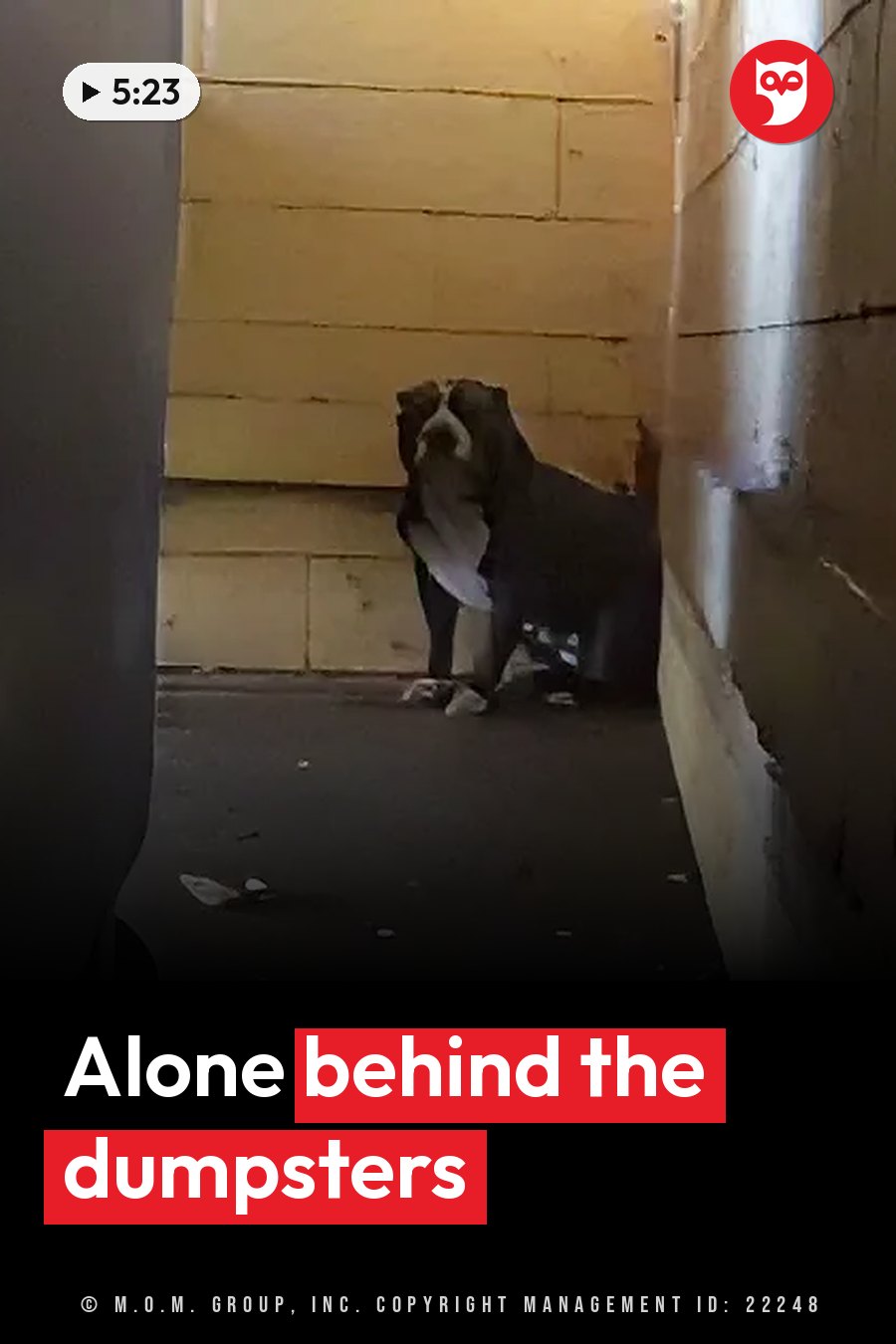 A dark dog with white markings stands alert in a narrow alley between concrete walls. A headline runs in white letters across the lower third.