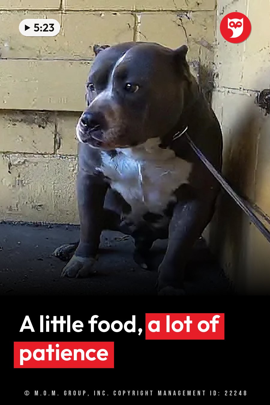 A dark dog with white markings sits near a wall, looking toward the left. A headline runs in white letters across the lower third.