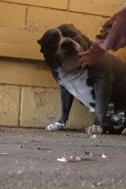 An adult male dog, possibly an American Bulldog, is being petted by a person in a dimly lit urban indoor setting with yellowish-brown brick walls and concrete floors.