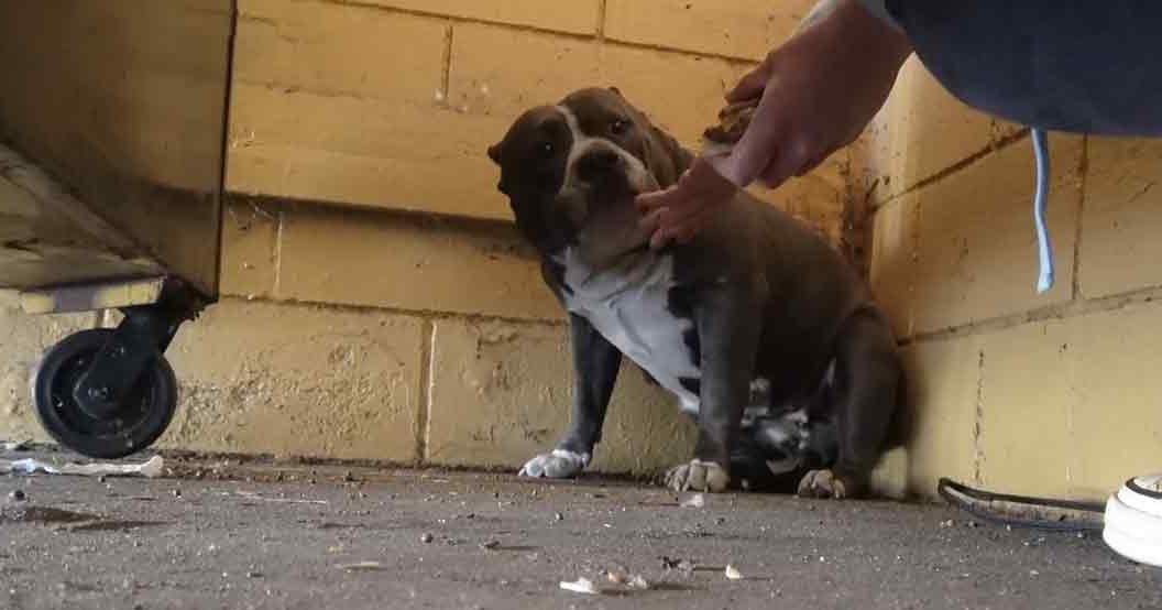 An adult male dog, possibly an American Bulldog, is being petted by a person in a dimly lit urban indoor setting with yellowish-brown brick walls and concrete floors.