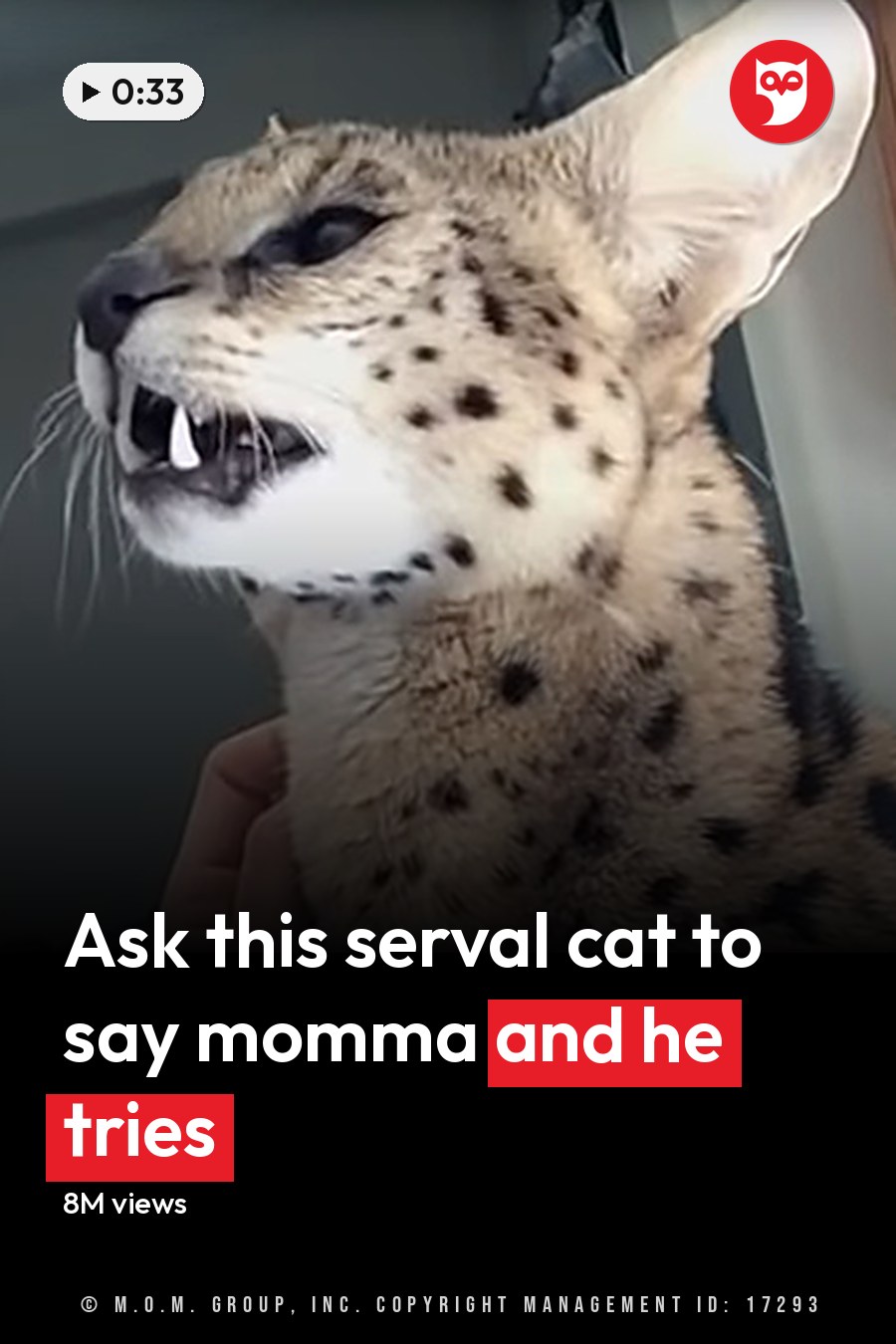 A serval cat with distinctive spotted markings sits indoors in a home setting. The headline runs in white letters across the lower third.