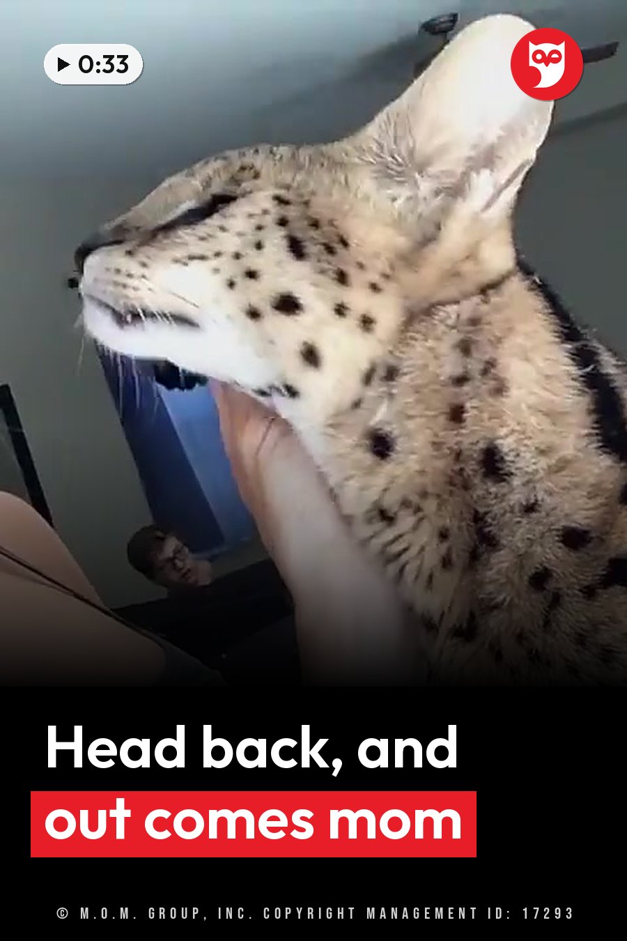 A spotted serval cat held in a person's arms tilts his head upward with his mouth slightly open. A headline runs in white letters across the lower third.