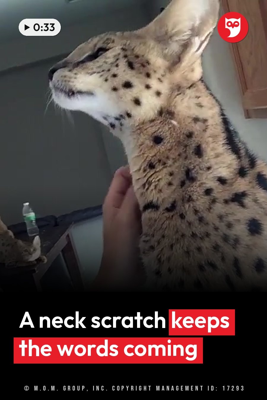 A hand scratches the neck of a spotted serval cat with large ears indoors. A headline runs in white letters across the lower third.