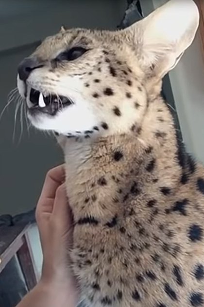 A serval cat with distinctive spotted markings sits indoors in a home setting.