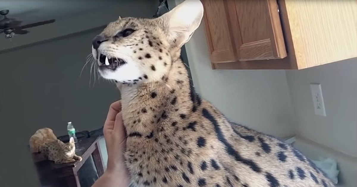 A serval cat with distinctive spotted markings sits indoors in a home setting.