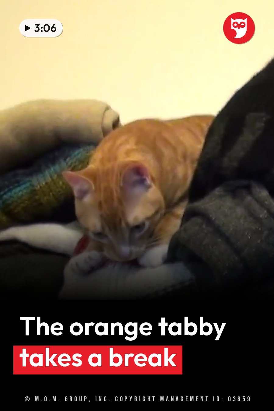 An orange tabby cat rests head-down on a pile of dark and colorful blankets next to white fabric. A headline runs in white letters across the lower third.