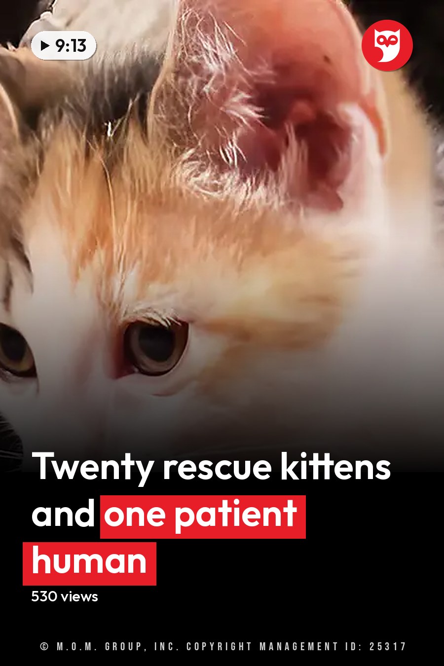 A calico kitten with white, orange, and black fur indoors near a white pet toy or container with a yellow banana-shaped item inside. The headline runs in white letters across the lower third.