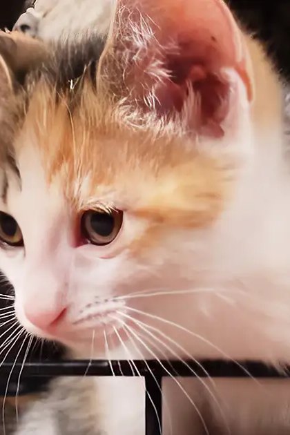 A calico kitten with white, orange, and black fur indoors near a white pet toy or container with a yellow banana-shaped item inside.
