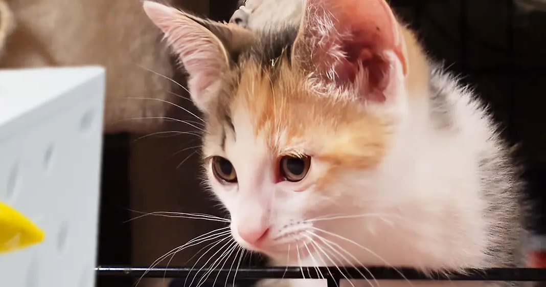 A calico kitten with white, orange, and black fur indoors near a white pet toy or container with a yellow banana-shaped item inside.