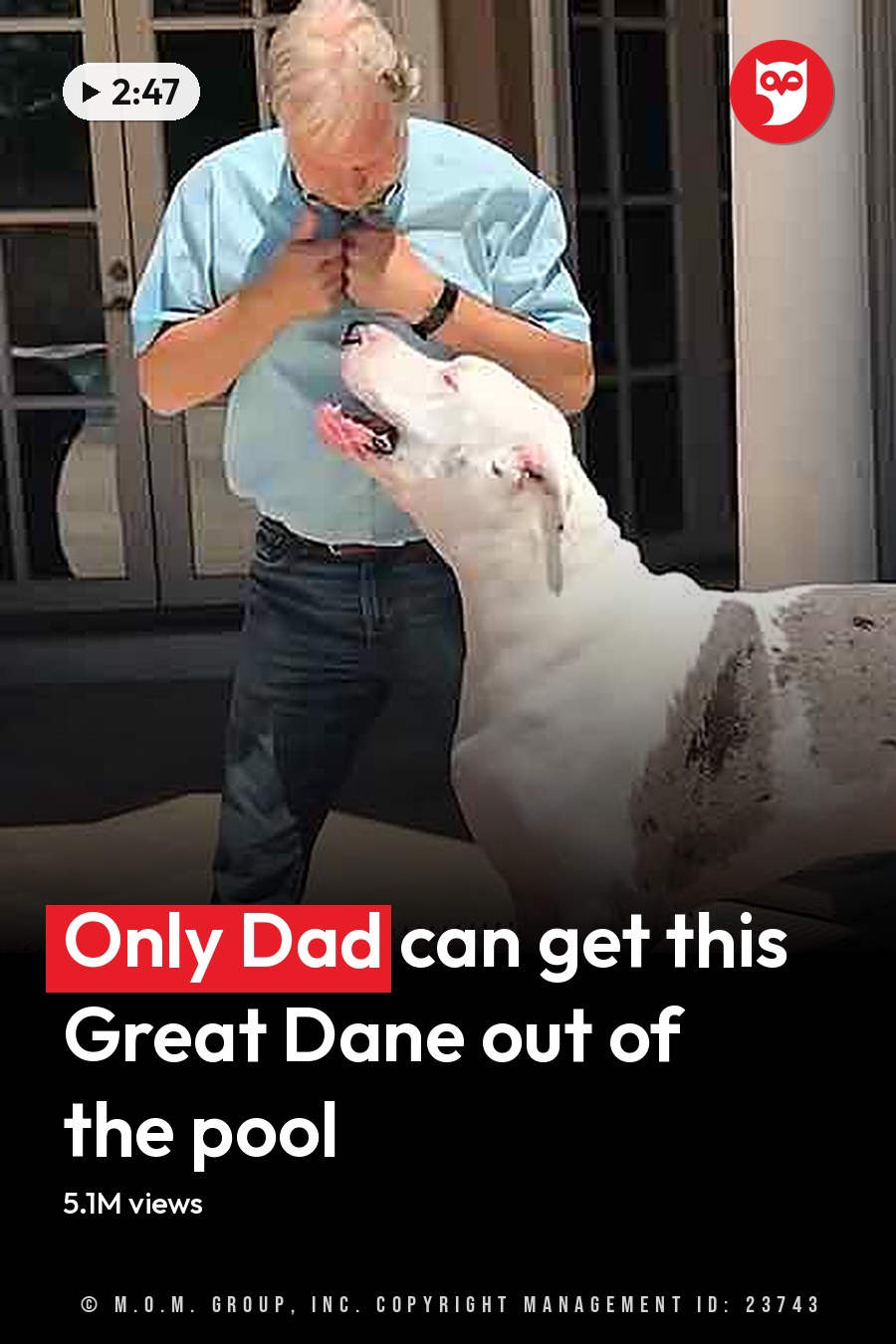 Middle-aged to older adult male wearing a light blue, solid color shirt with white sneakers and a watch on his left wrist interacts with an adult Great Dane primarily white with patches of gray/black in an outdoor patio area under bright daylight during spring or summer. The headline runs in white letters across the lower third.