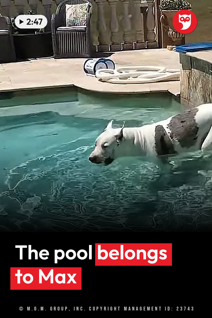 A white dog with dark patches swims in a pool near patio furniture and a coiled hose. A headline runs in white letters across the lower third.