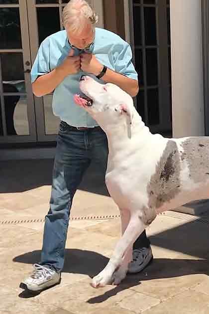 Middle-aged to older adult male wearing a light blue, solid color shirt with white sneakers and a watch on his left wrist interacts with an adult Great Dane primarily white with patches of gray/black in an outdoor patio area under bright daylight during spring or summer.
