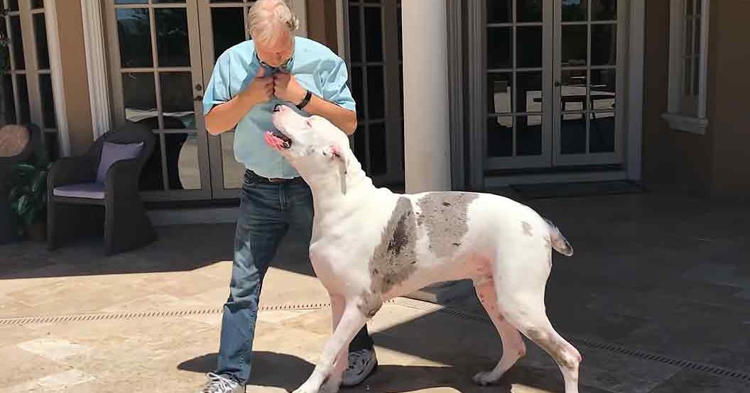 Middle-aged to older adult male wearing a light blue, solid color shirt with white sneakers and a watch on his left wrist interacts with an adult Great Dane primarily white with patches of gray/black in an outdoor patio area under bright daylight during spring or summer.