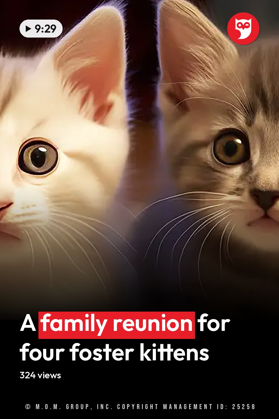 Two tabby kittens with white and gray markings, resting in a softly lit indoor setting. The headline runs in white letters across the lower third.
