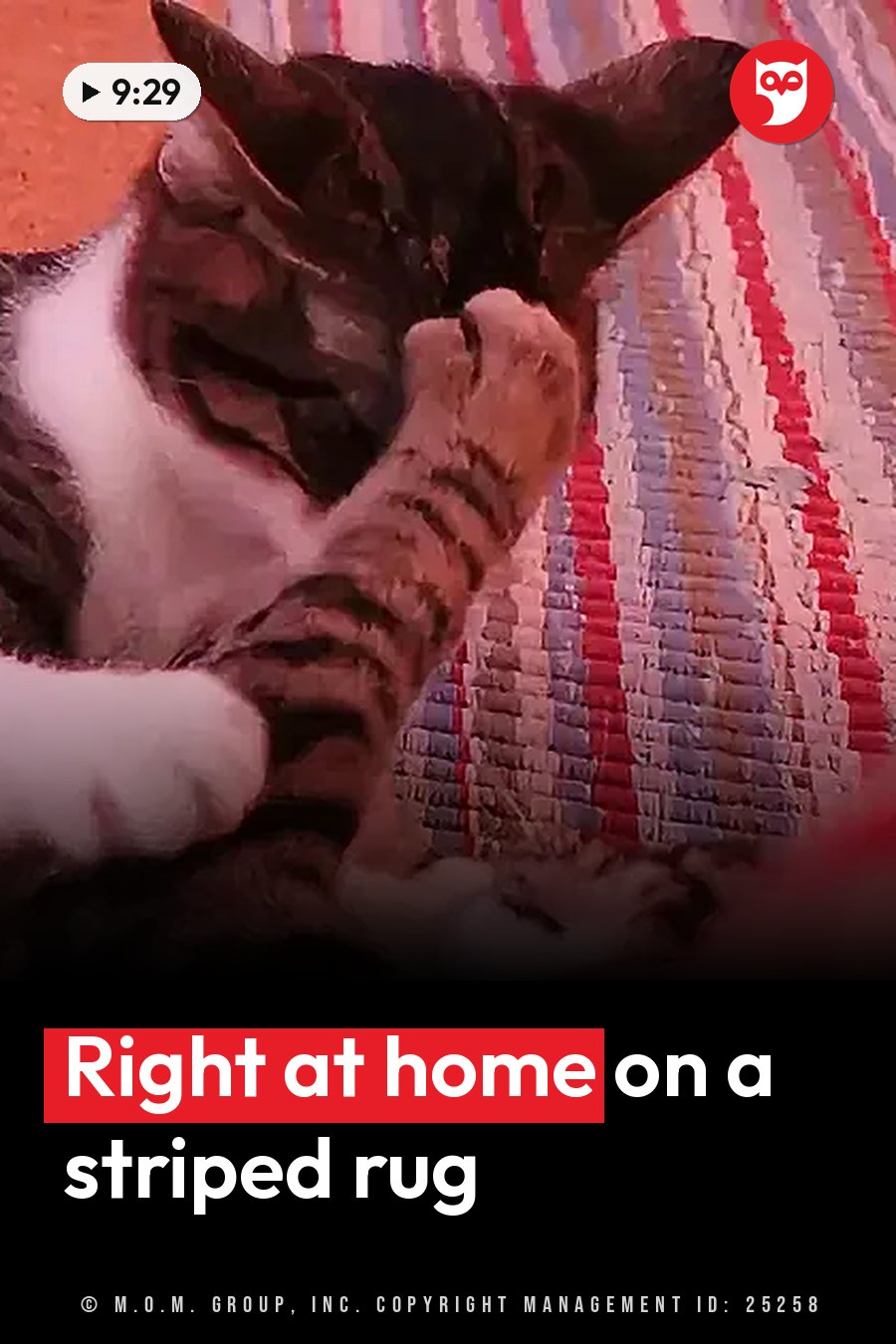 A tabby cat with white markings lies on a striped rug, one front paw lifted near the cat's face. A headline runs in white letters across the lower third.