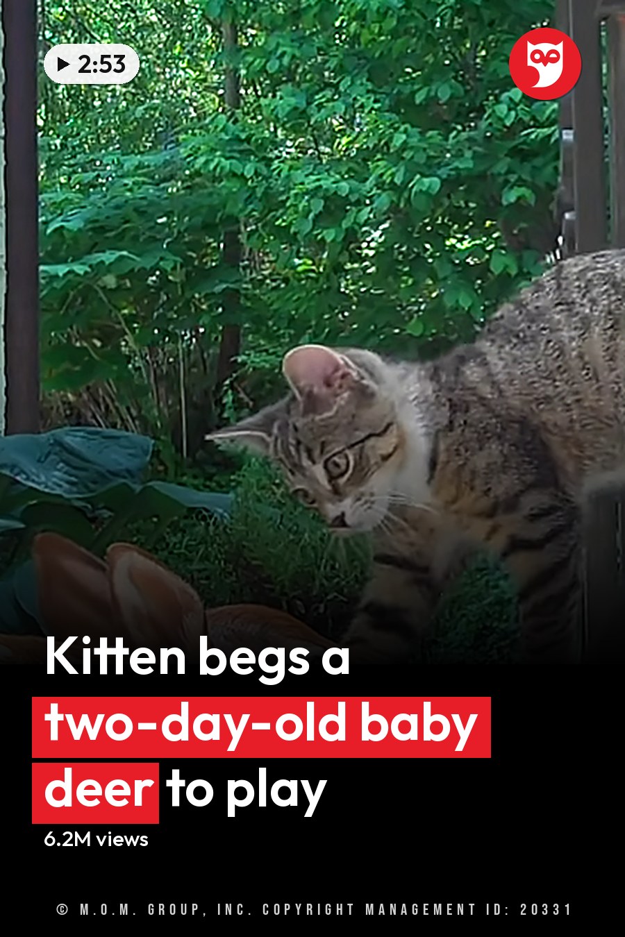 Tabby cat interacting with juvenile fawn in a lush garden setting with green foliage and concrete surface under natural daylight. The headline runs in white letters across the lower third.