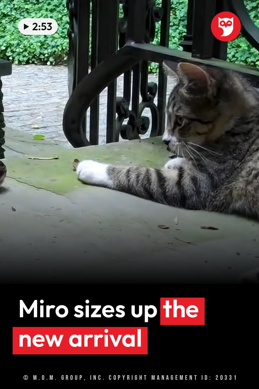 A tabby cat with white paws rests on a stone surface beside an ornate metal gate, looking down. A headline runs in white letters across the lower third.