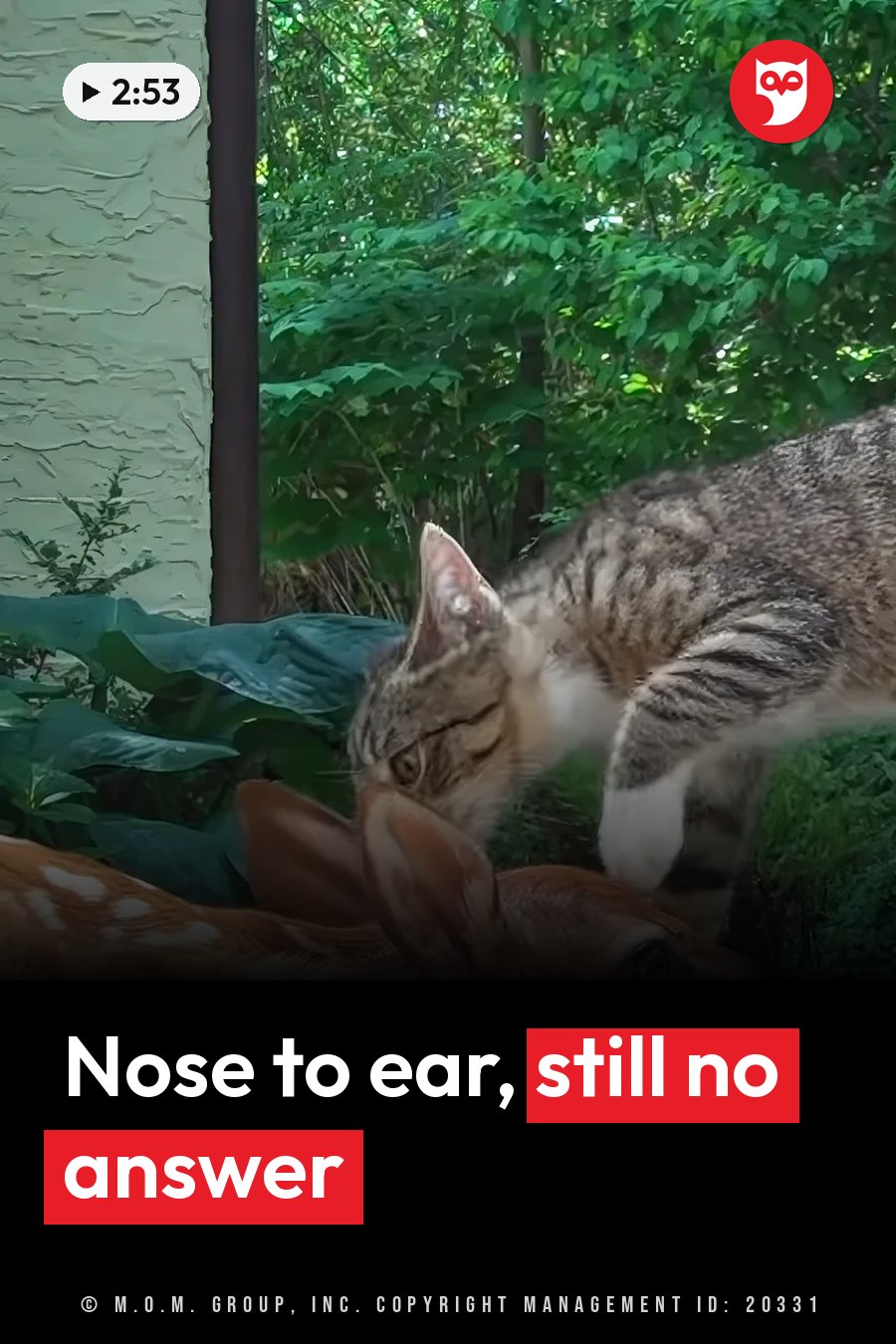 A tabby cat sniffs a young fawn's ear beside green leaves and a light-colored wall. A headline runs in white letters across the lower third.