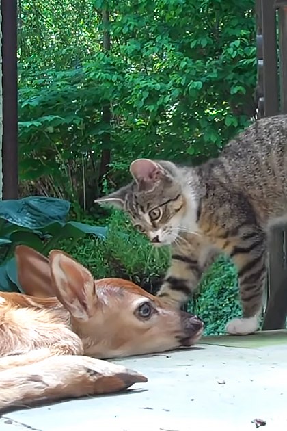 Tabby cat interacting with juvenile fawn in a lush garden setting with green foliage and concrete surface under natural daylight.