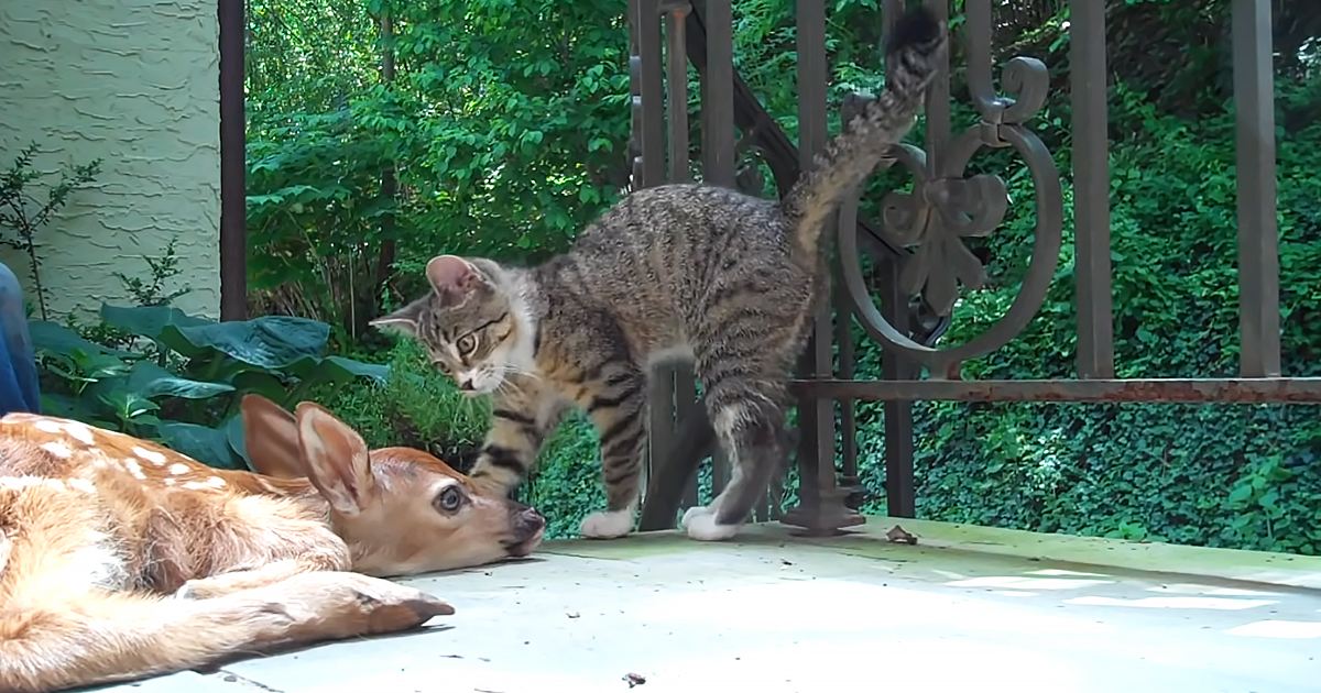 Tabby cat interacting with juvenile fawn in a lush garden setting with green foliage and concrete surface under natural daylight.