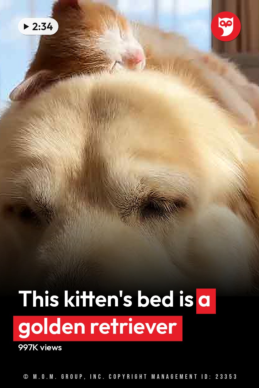 A serene scene of a golden retriever resting on a bed in a cozy bedroom with beige curtains and sunlight filtering through the window, accompanied by an orange and white tabby cat. The headline runs in white letters across the lower third.