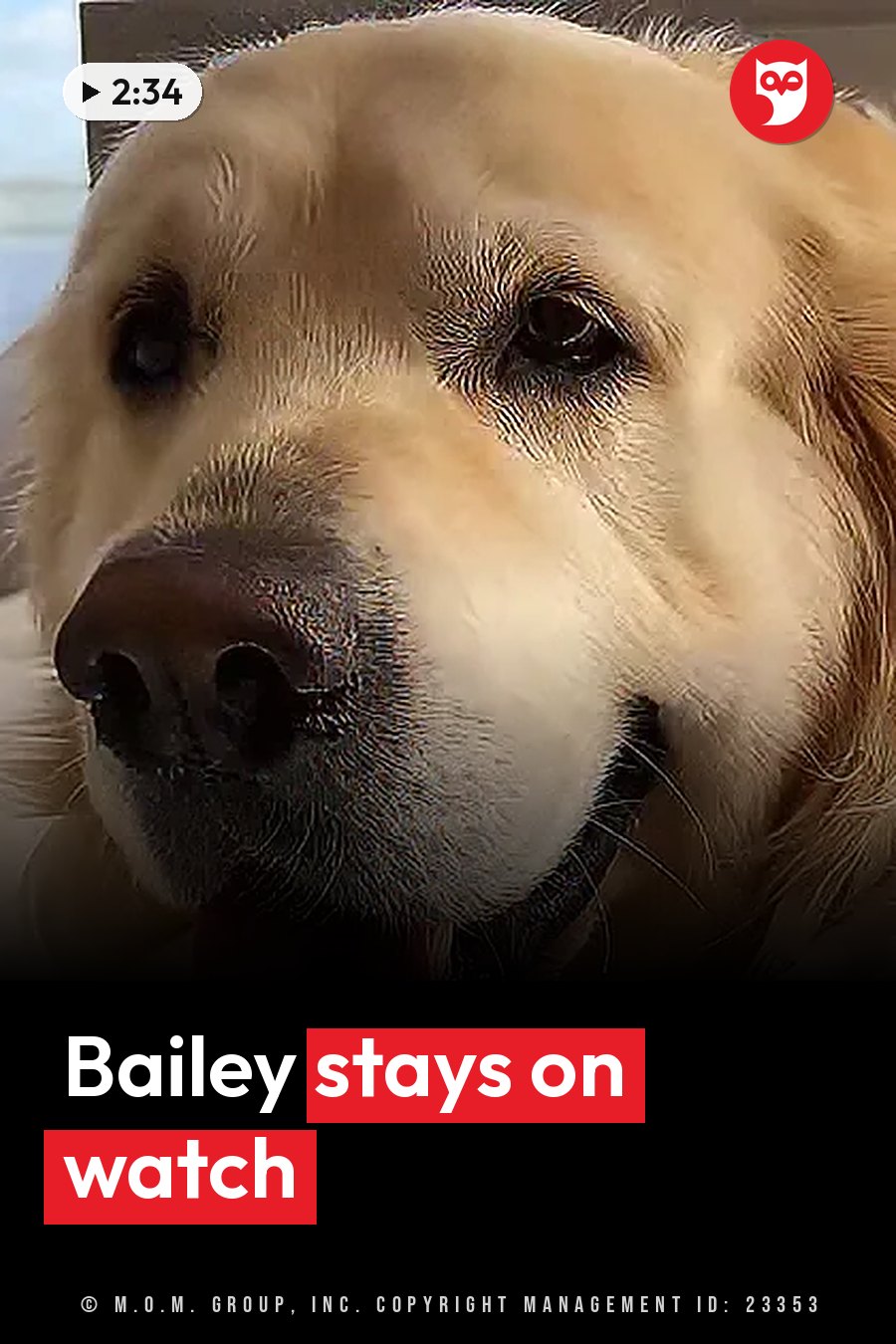 Close-up of Bailey the golden retriever's face, looking ahead with dark eyes and a wet nose. A headline runs in white letters across the lower third.