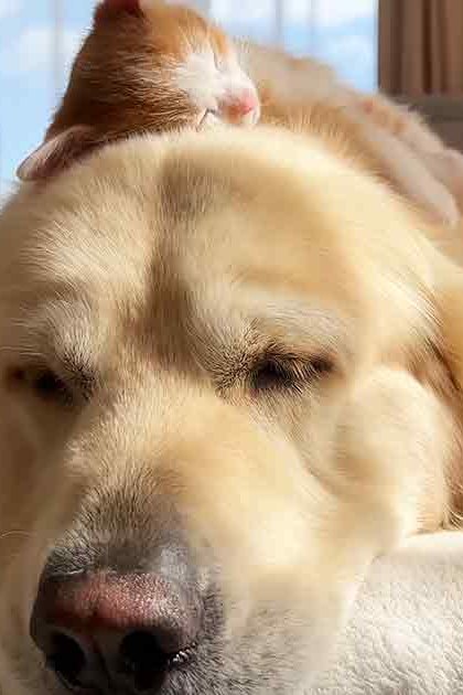 A serene scene of a golden retriever resting on a bed in a cozy bedroom with beige curtains and sunlight filtering through the window, accompanied by an orange and white tabby cat.