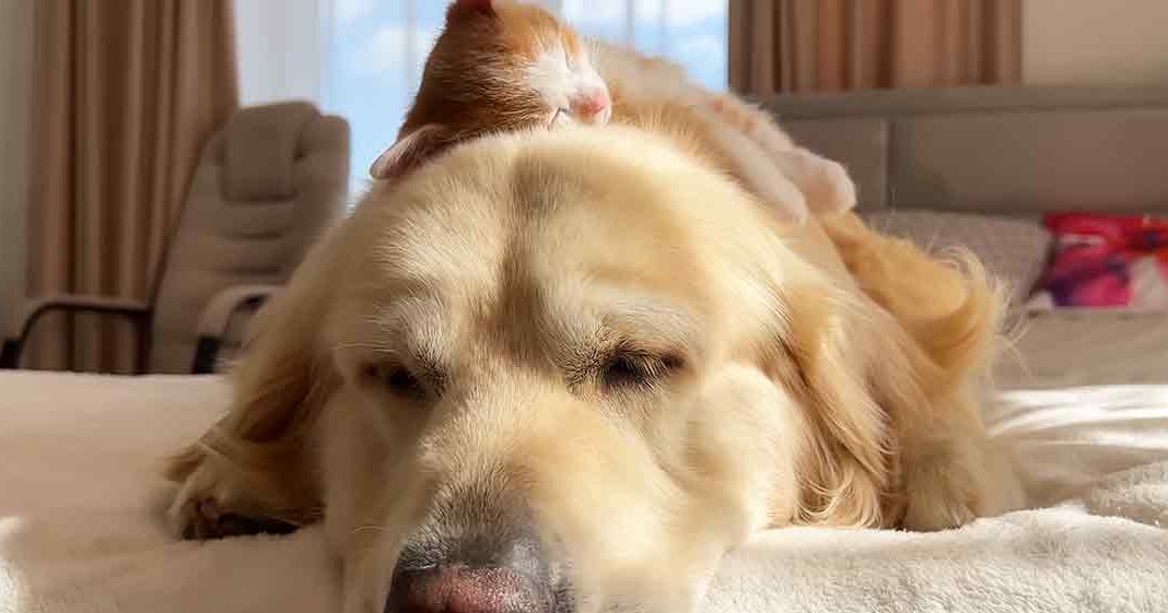 A serene scene of a golden retriever resting on a bed in a cozy bedroom with beige curtains and sunlight filtering through the window, accompanied by an orange and white tabby cat.