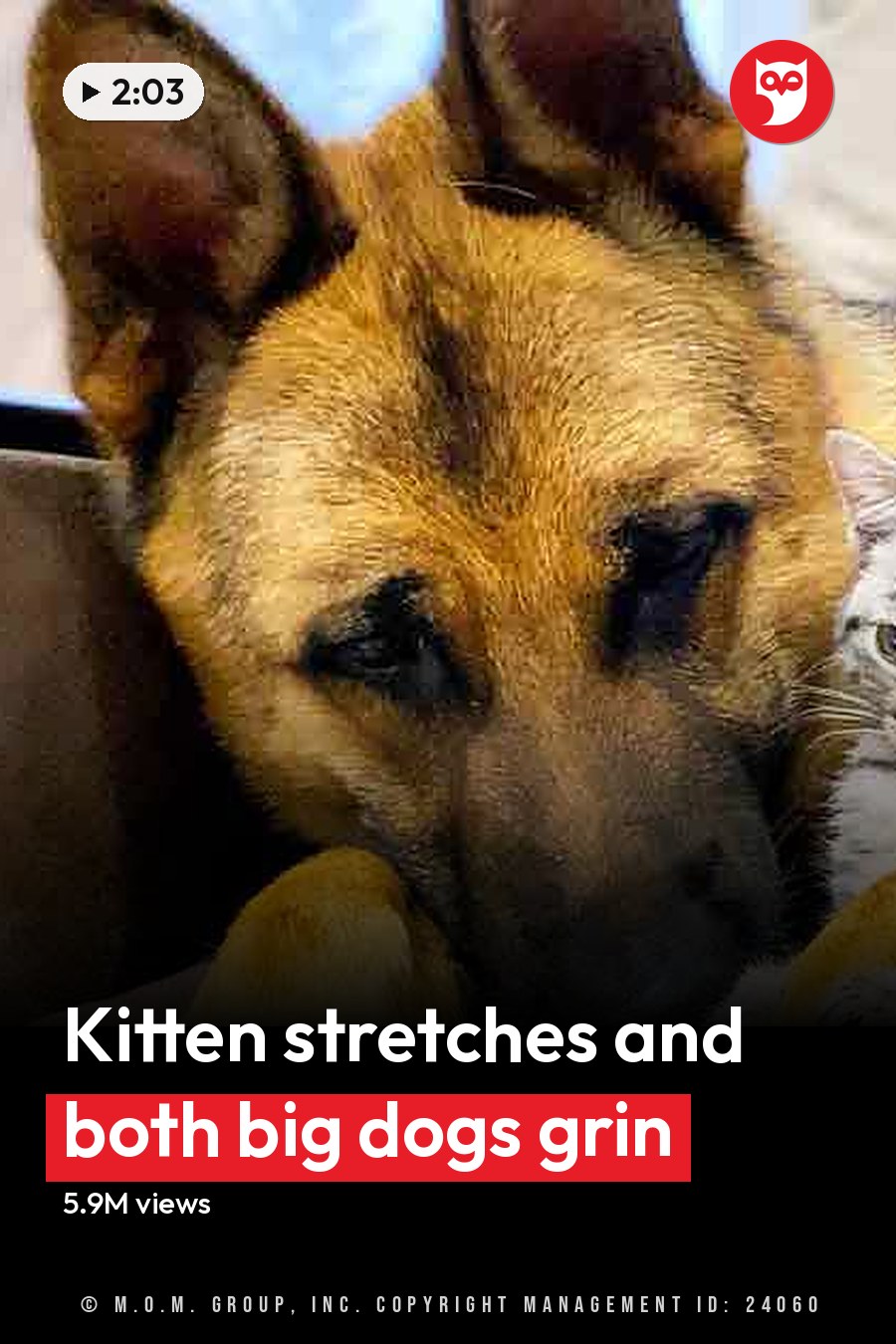 A German Shepherd dog lying down indoors, resting a kitten on its front leg; the setting suggests a cozy living room or family room with natural daylight and beige furniture. The headline runs in white letters across the lower third.