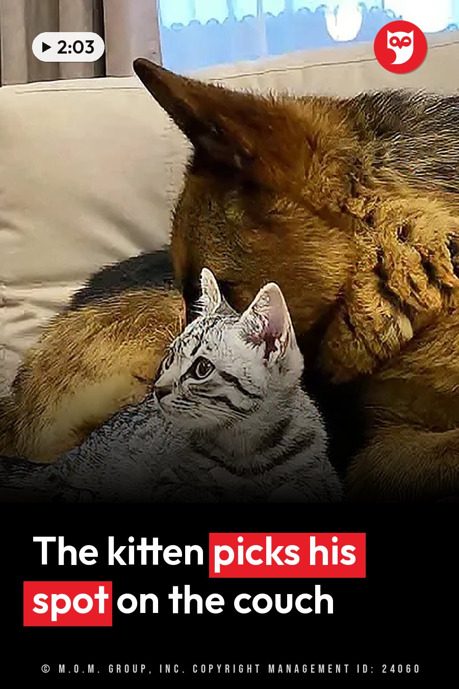 A small tabby kitten sits beside a large dog lying on a couch near a window with curtains. A headline runs in white letters across the lower third.