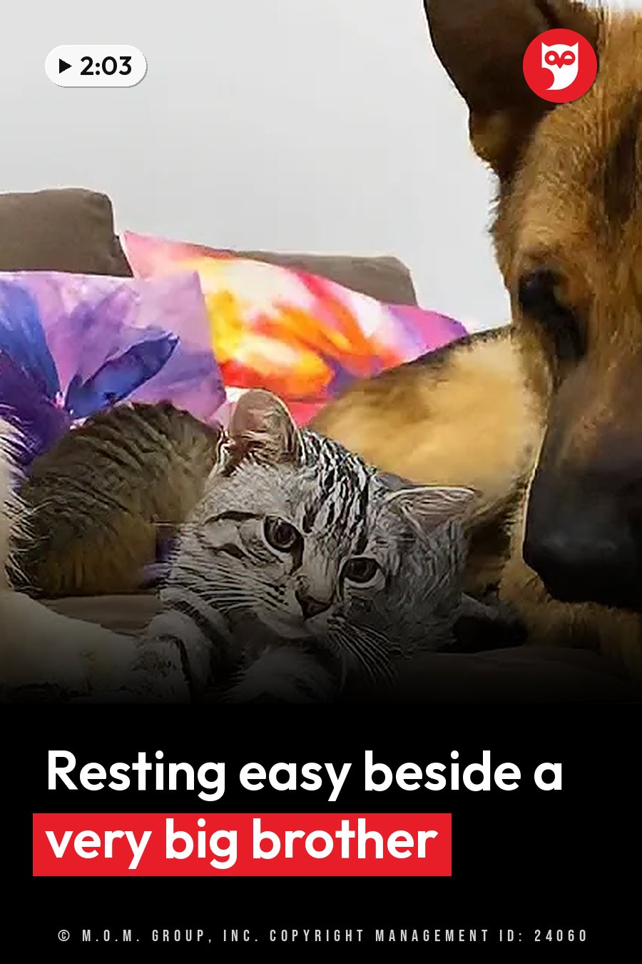 A small tabby kitten lies on a couch beside a large dog resting nearby. A headline runs in white letters across the lower third.