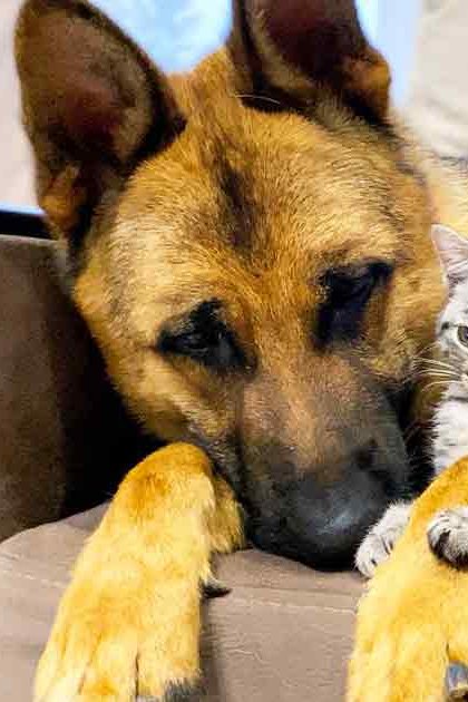 A German Shepherd dog lying down indoors, resting a kitten on its front leg; the setting suggests a cozy living room or family room with natural daylight and beige furniture.