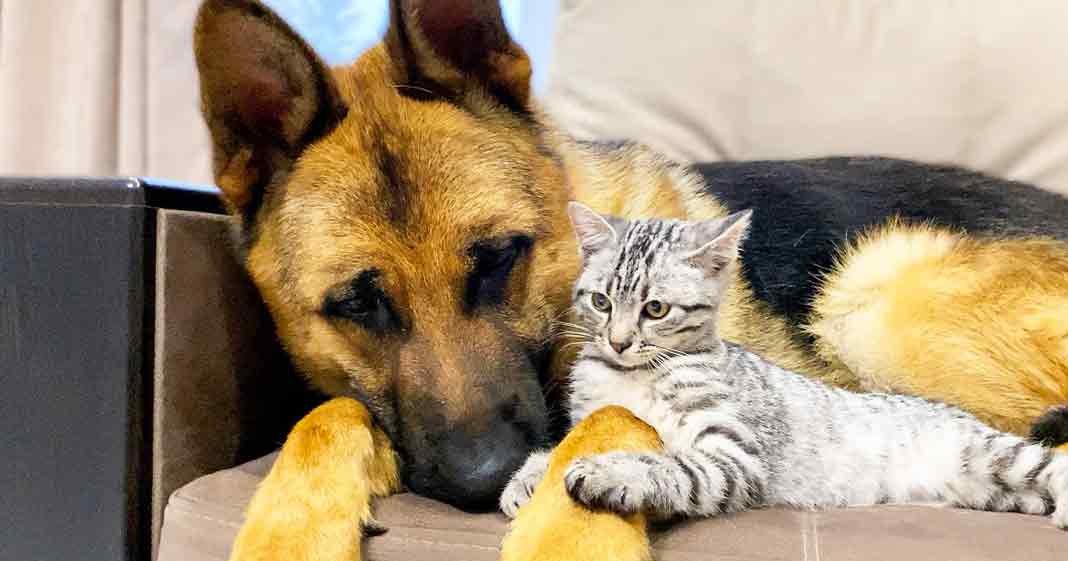 A German Shepherd dog lying down indoors, resting a kitten on its front leg; the setting suggests a cozy living room or family room with natural daylight and beige furniture.