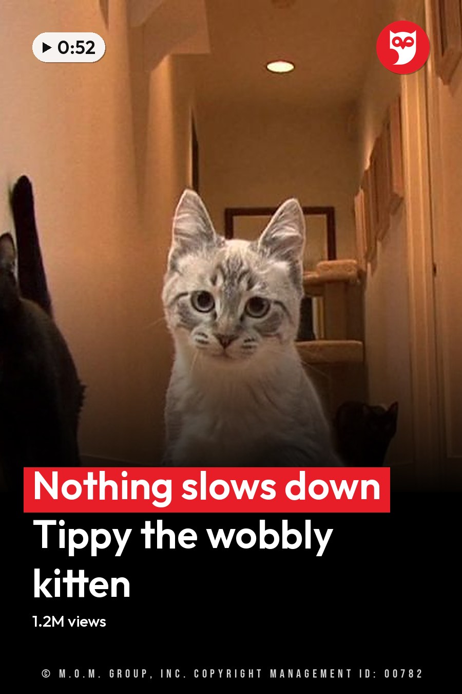 A gray tabby kitten with white markings on its chest and paws, alongside two black cats in a home setting with purple and beige walls. The headline runs in white letters across the lower third.