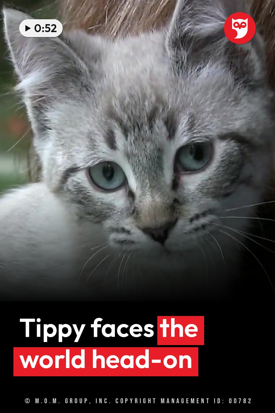 A fluffy gray kitten with blue eyes looks straight ahead, whiskers visible against soft fur. A headline runs in white letters across the lower third.