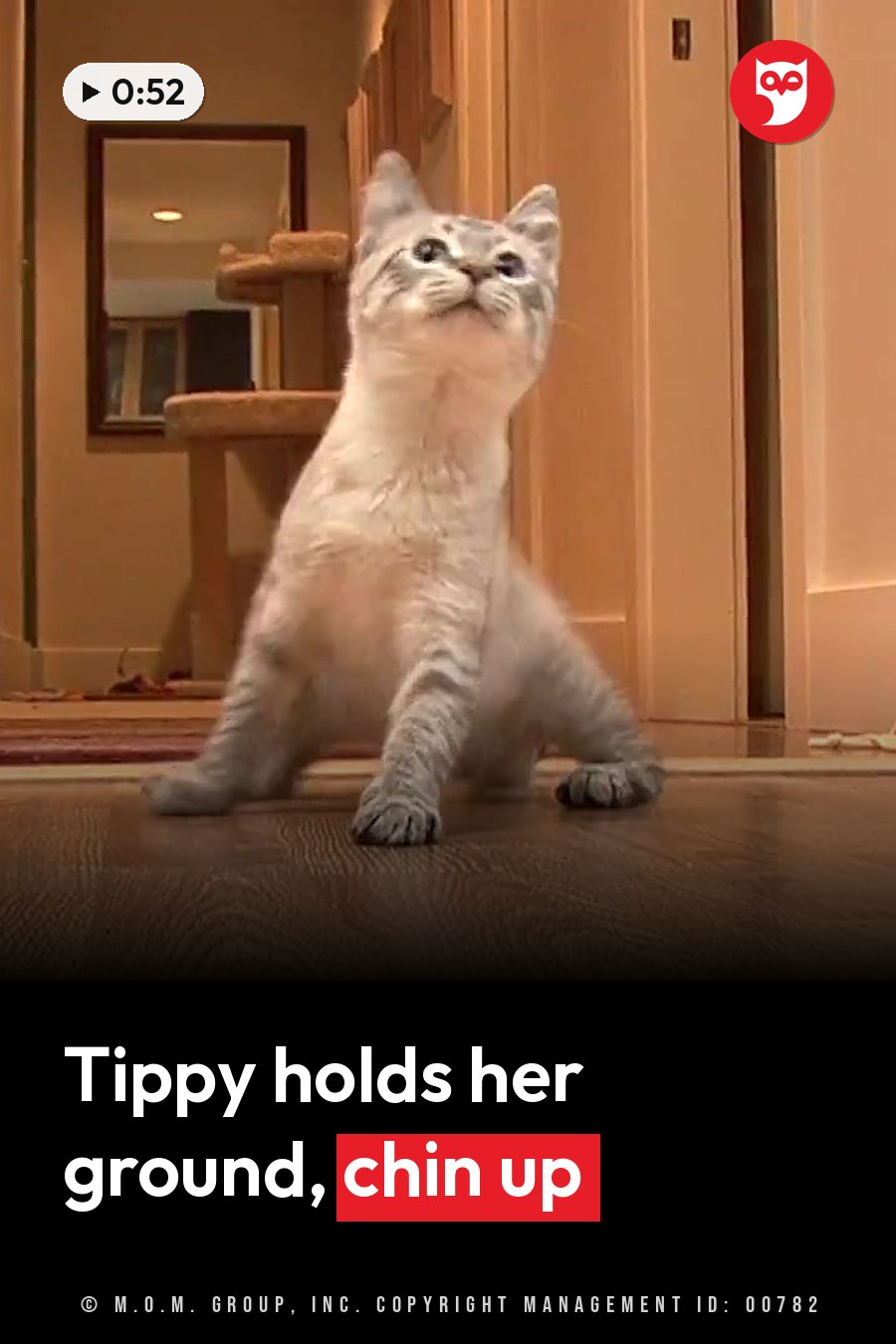 A gray tabby kitten sits upright on a wooden floor, head tilted upward, front paws stretched out ahead. A headline runs in white letters across the lower third.