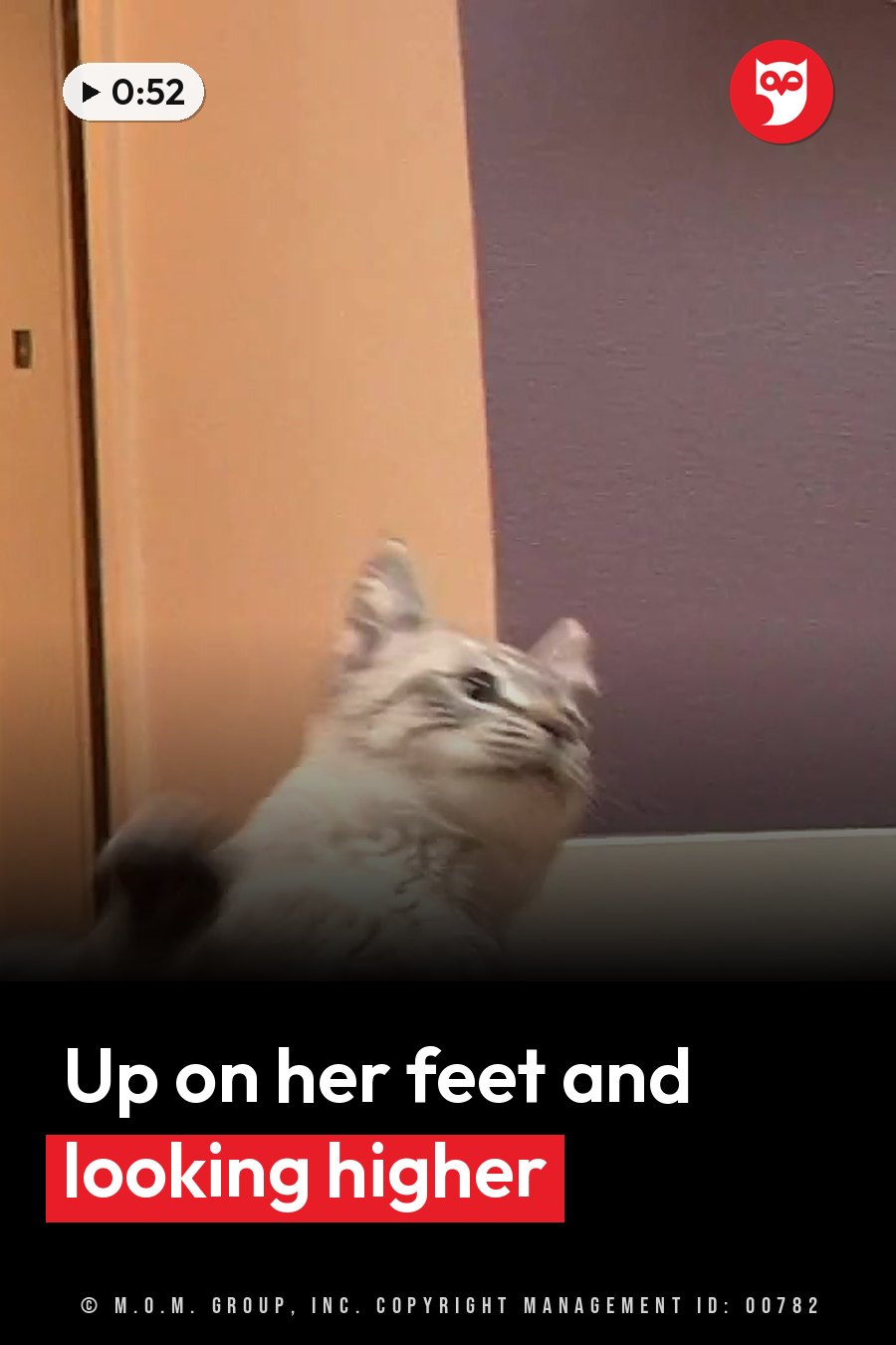 A gray tabby kitten stands near a wall corner, head tilted, looking upward. A headline runs in white letters across the lower third.