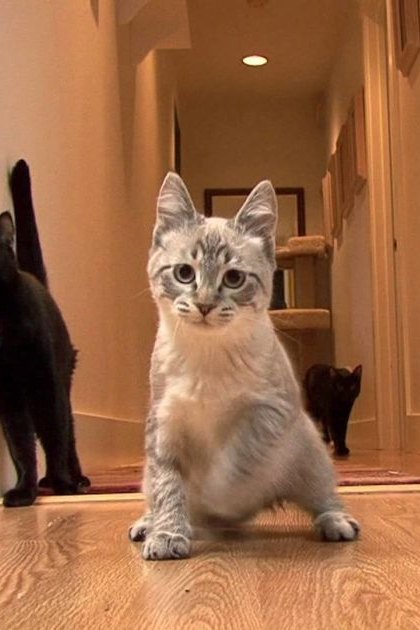 A gray tabby kitten with white markings on its chest and paws, alongside two black cats in a home setting with purple and beige walls.