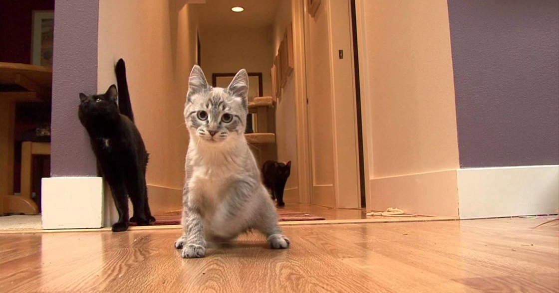 A gray tabby kitten with white markings on its chest and paws, alongside two black cats in a home setting with purple and beige walls.