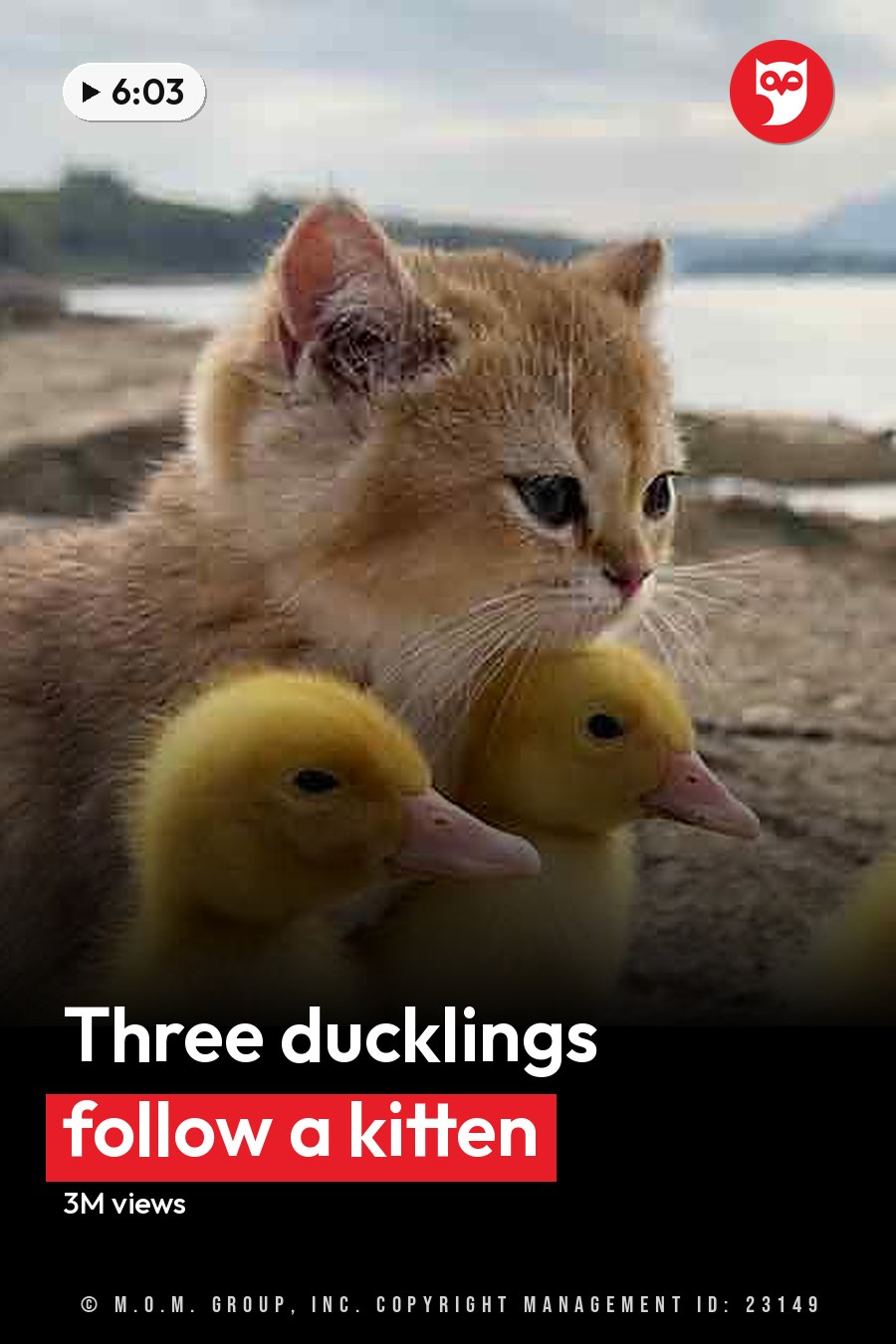 A tabby kitten with mallard ducklings near water under an overcast sky. The headline runs in white letters across the lower third.